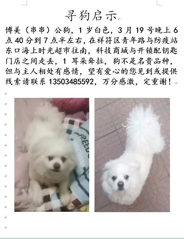寻狗启示